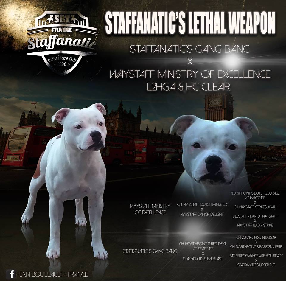 Staffanatic's Lethal weapon