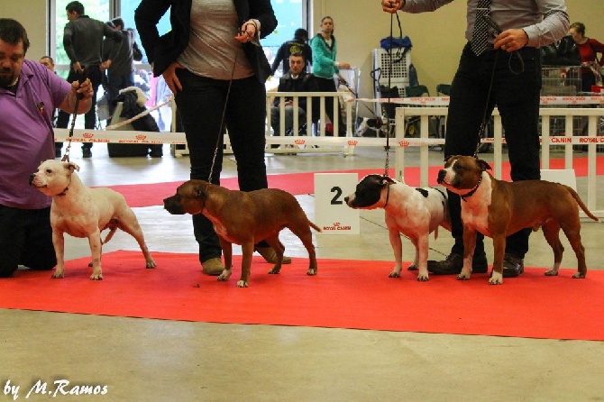 Staffanatic's - CACIB Paris Dog Show 2015 