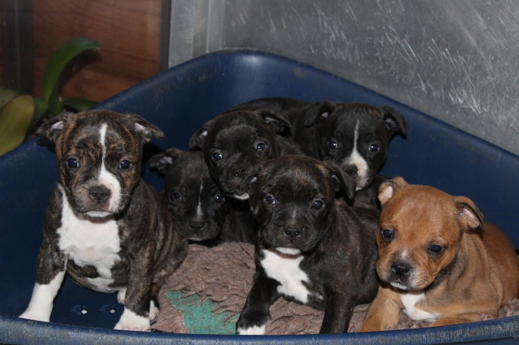 chiot Staffordshire Bull Terrier Staffanatic's