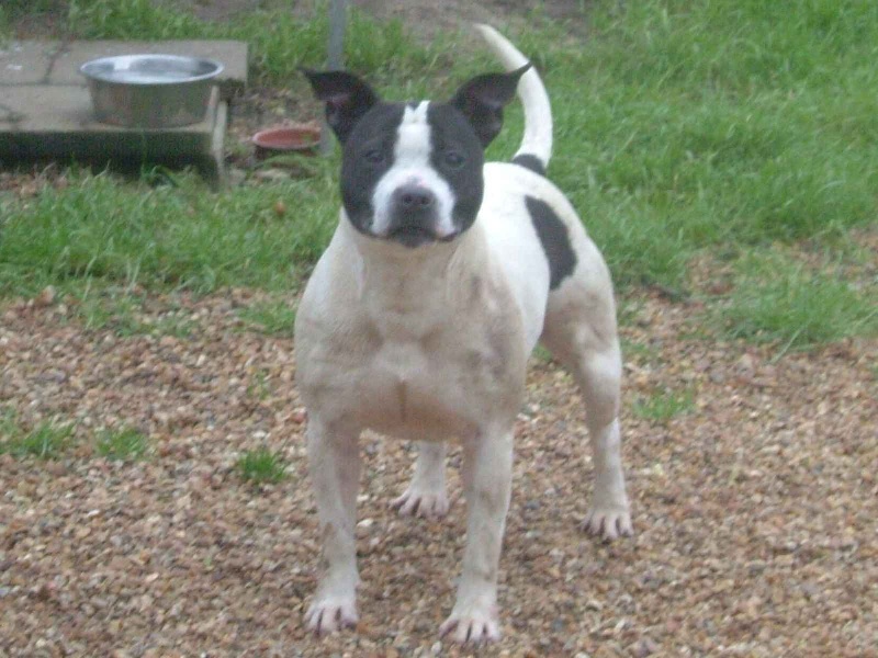 Staffanatic's Shelsea