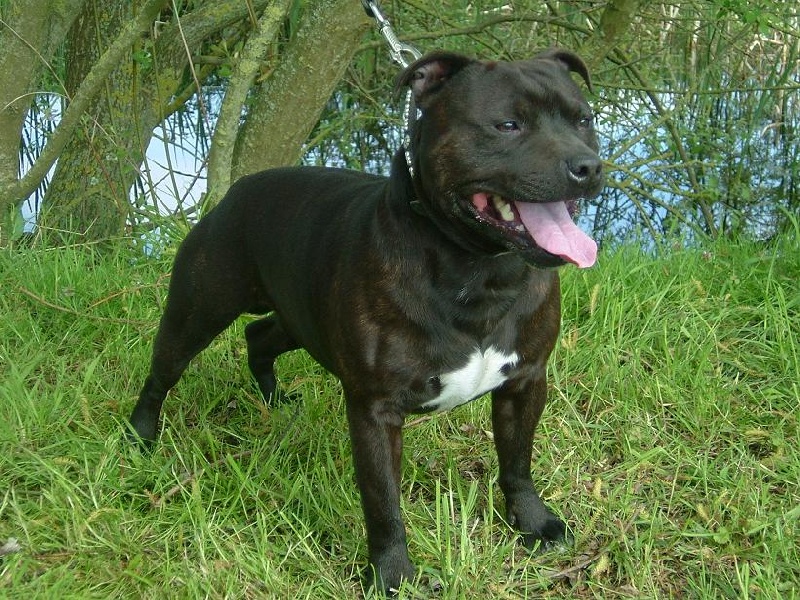 Staffanatic's Ramsés