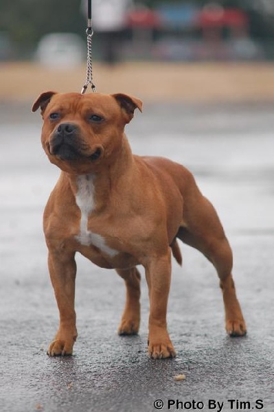 CH. northpoint's Red devil at seastaff