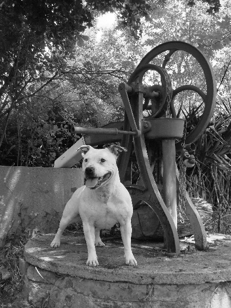 Staffanatic's Uppercut