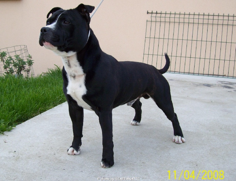 Staffanatic's Bruce lee