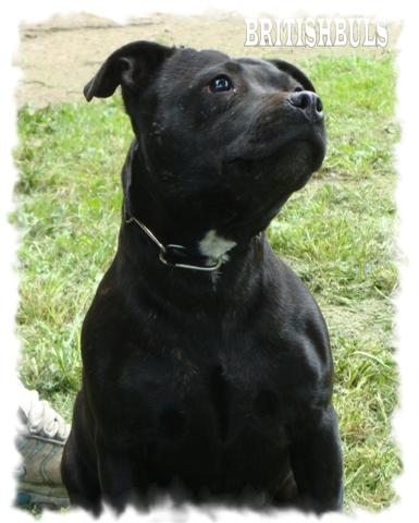 Staffanatic's Very funny