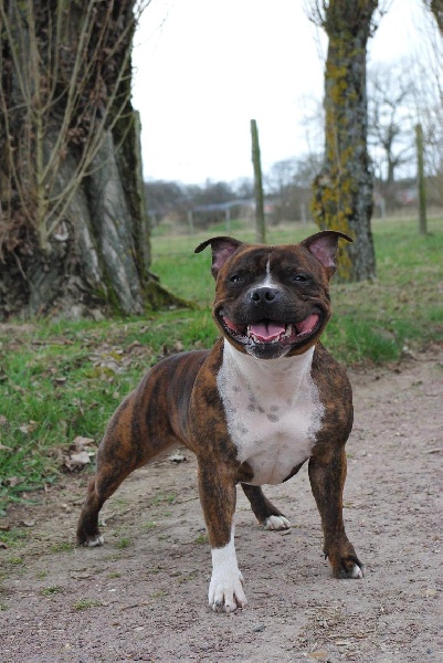 CH. Staffanatic's Bisou-bisou miss loola