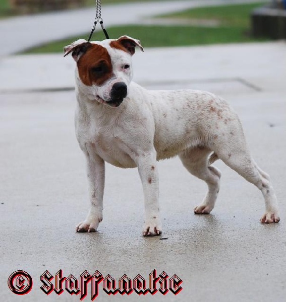 Staffanatic's Everlast