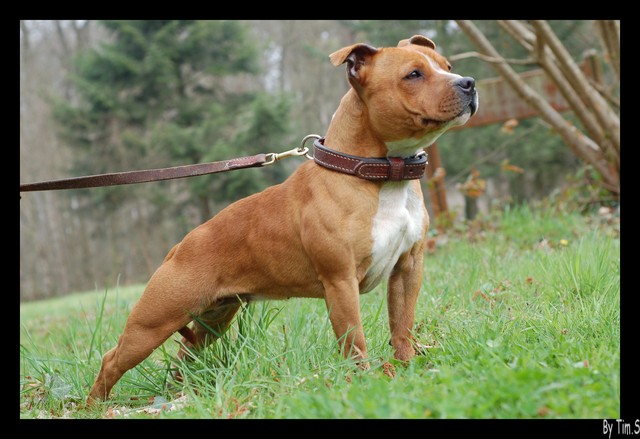 Staffanatic's Catch me if you can