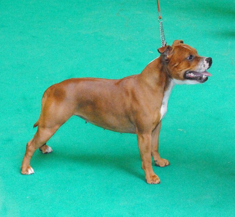 CH. Staffanatic's Caya little devil