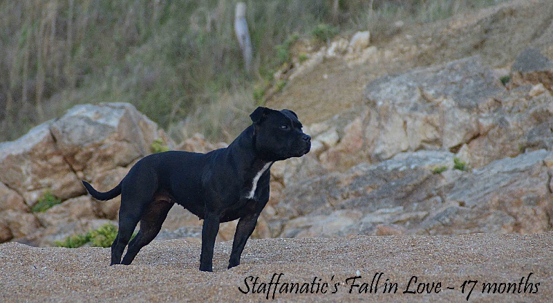 Staffanatic's Fall in love