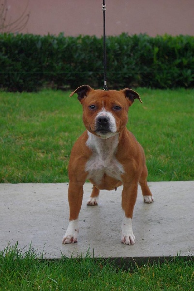 Staffanatic's Can't stop loving you