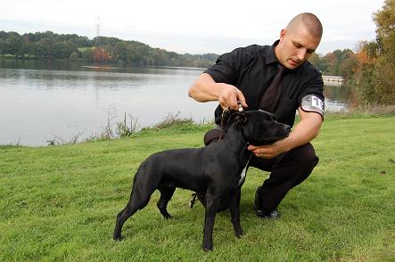 CH. Staffanatic's Shadow