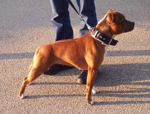 Staffanatic's Close to me