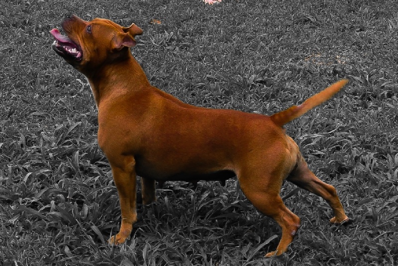 Staffanatic's Falon' du rêve caraïbéen