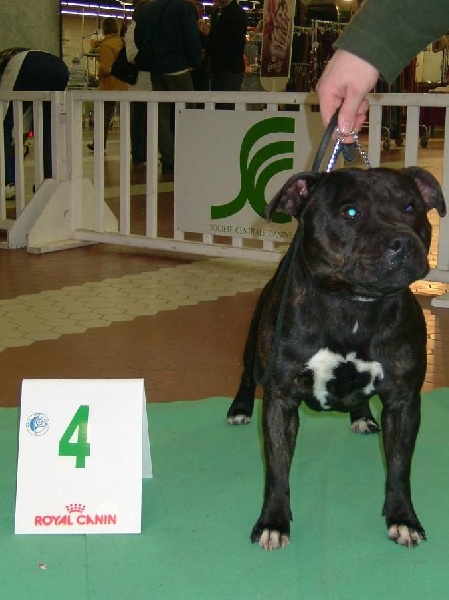 Staffanatic's Telwood