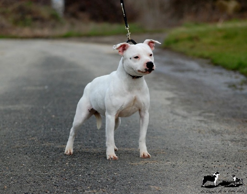 Staffanatic's Ice scream de la belle etoile