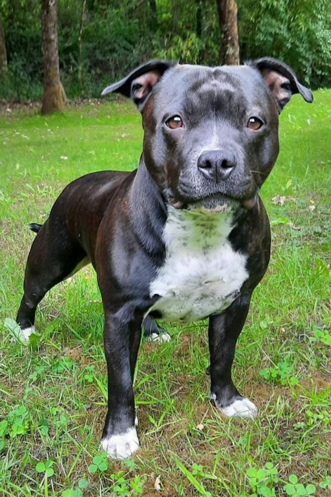 Staffanatic's Ratamahatta aka june