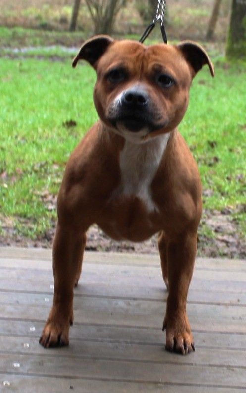 Staffanatic's Trash polka aka tessa