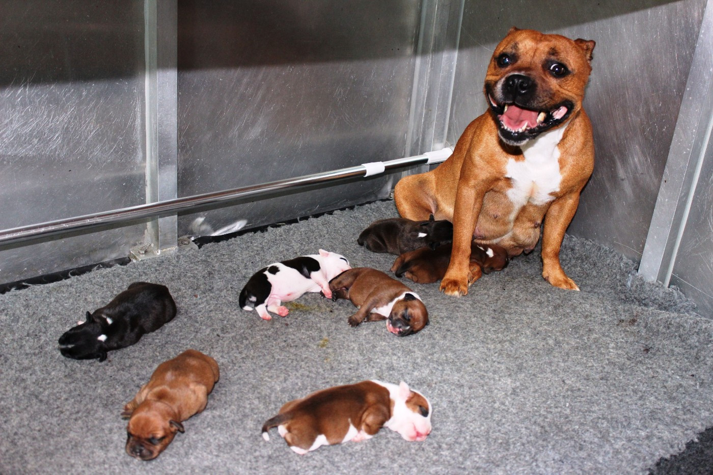 Naissance des chiots de Staffanatic's Ultime Châtiment et de Staffanatic's Take It Easy aka Twat le 3 Mars 2026