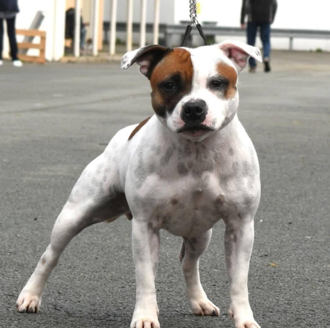 Confirmation de gestation pour staffanatic's Ultra Violence mariée à l'étalon anglais Pridesdale The Redemption