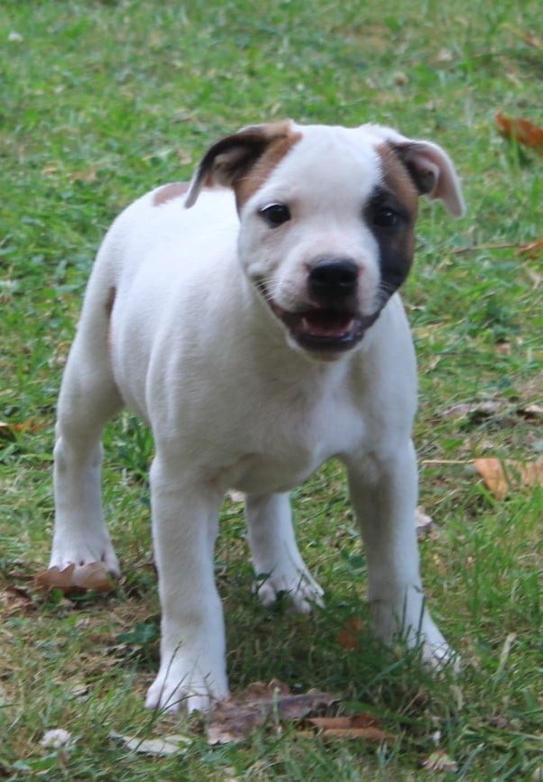 Staffanatic's Bullet proof, femelle disponible