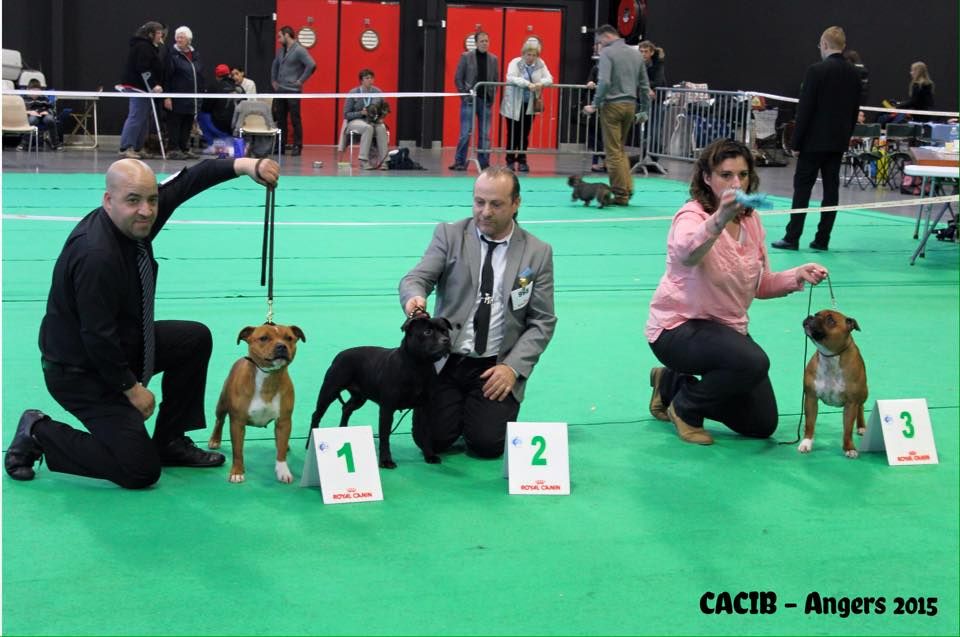 Staffanatic's - CACIB Angers 2015