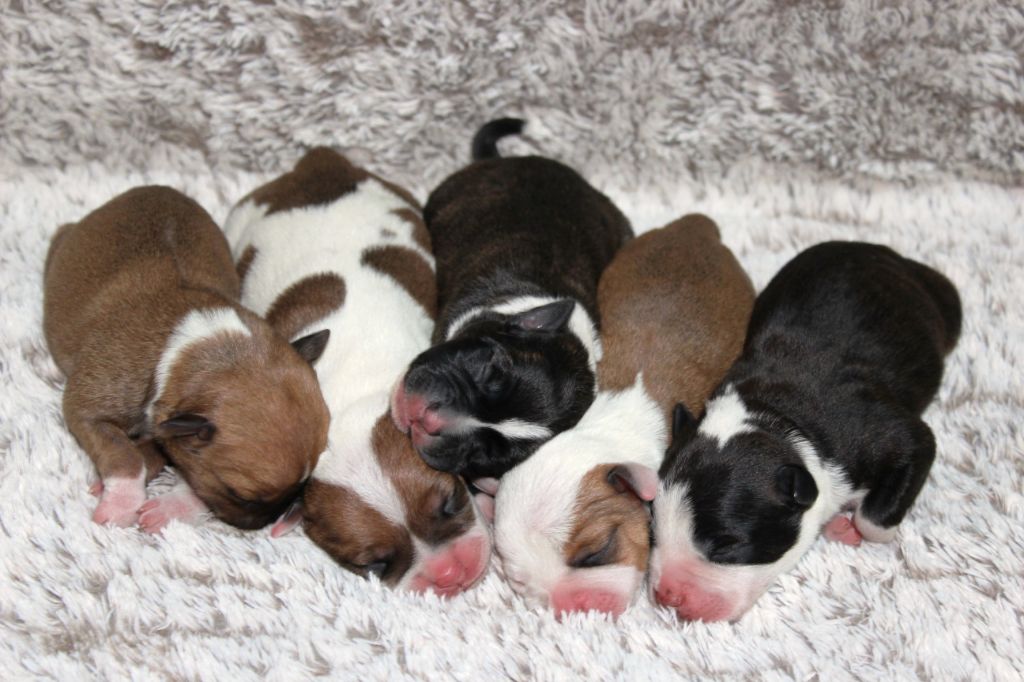 Naissance des chiots de Until et Tessa le lundi 14 Avril 2025 !
