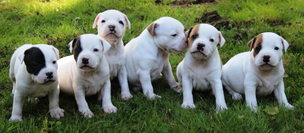 Chiot Staffordshire Bull Terrier Staffanatic's
