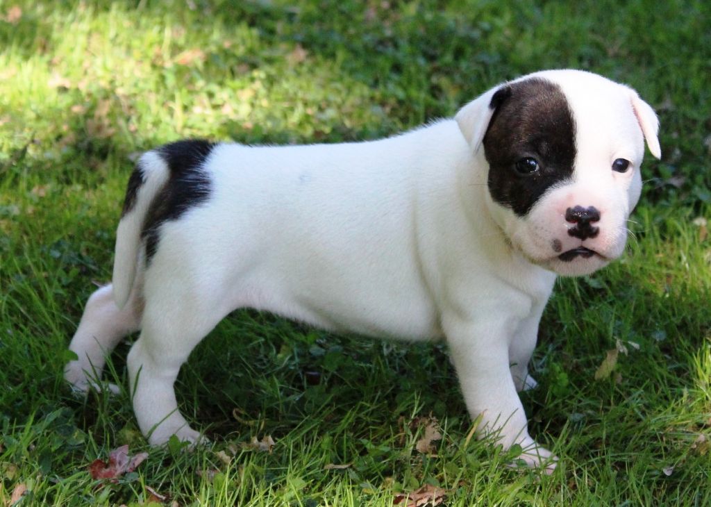 Staffanatic's - Chiots disponibles - Staffordshire Bull Terrier