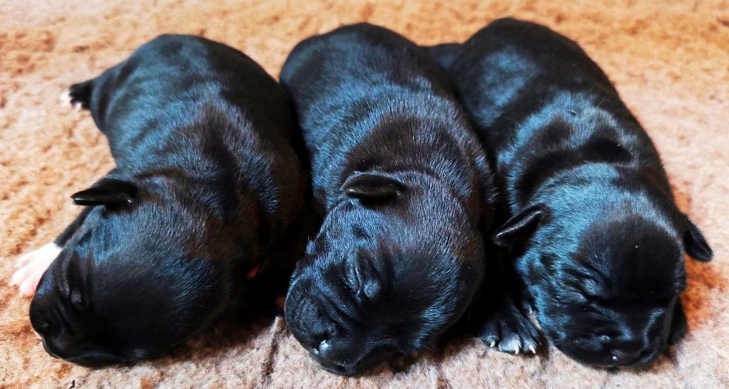Chiot Staffordshire Bull Terrier Staffanatic's