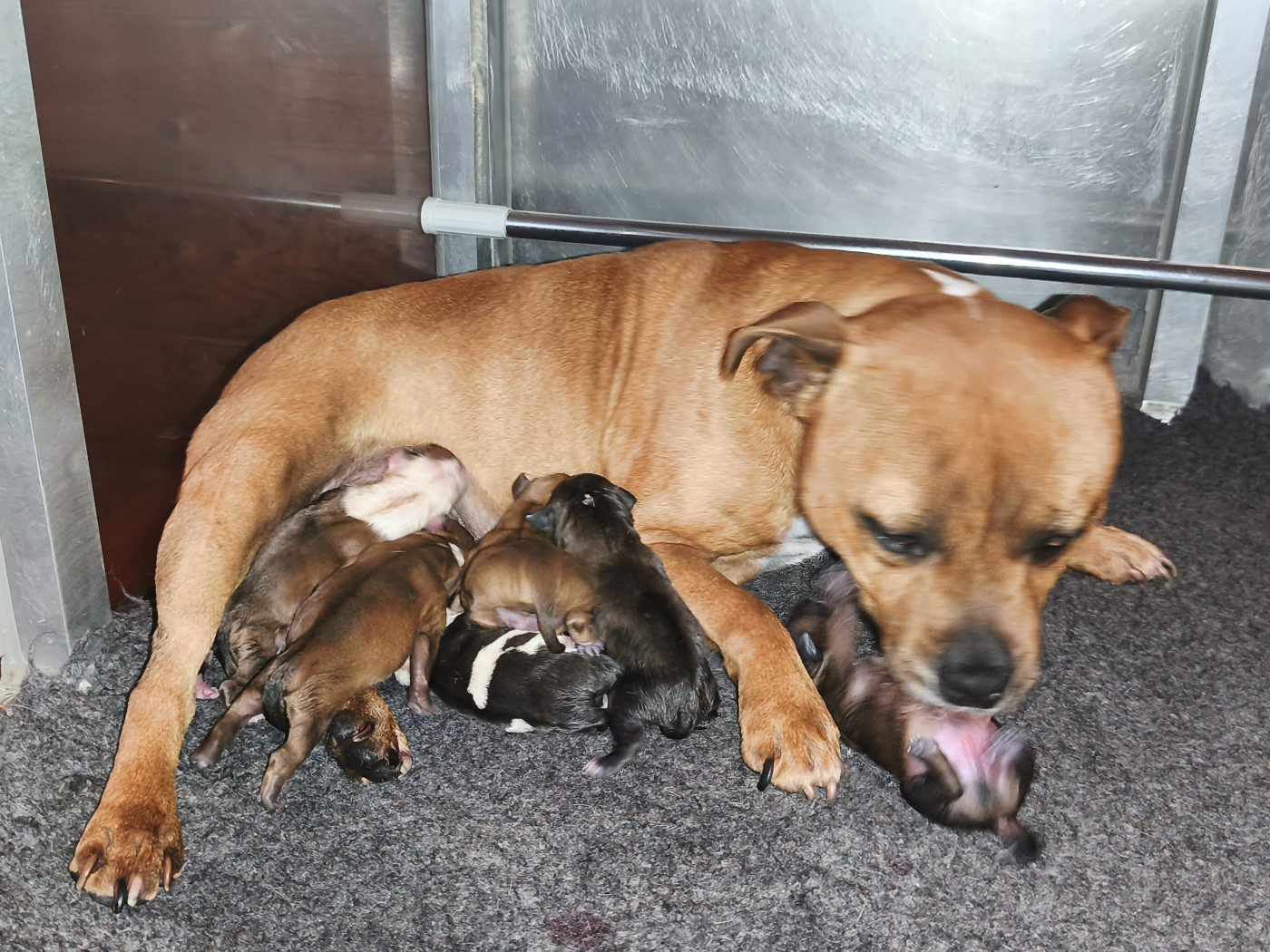 Chiot Staffordshire Bull Terrier Staffanatic's