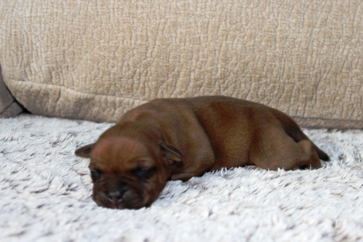 Staffanatic's - Chiots disponibles - Staffordshire Bull Terrier