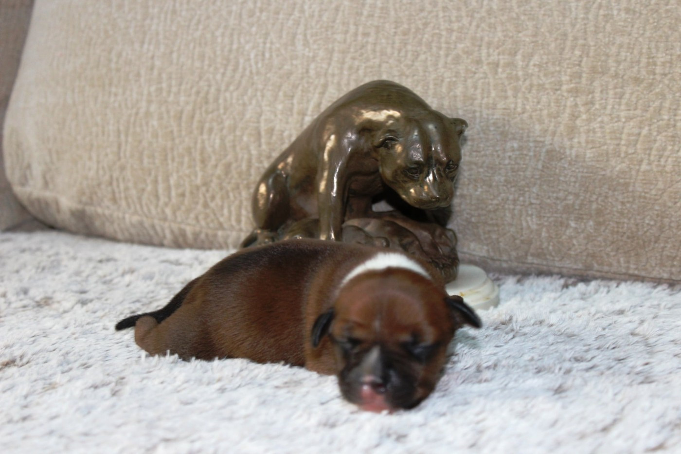 Staffanatic's - Chiots disponibles - Staffordshire Bull Terrier