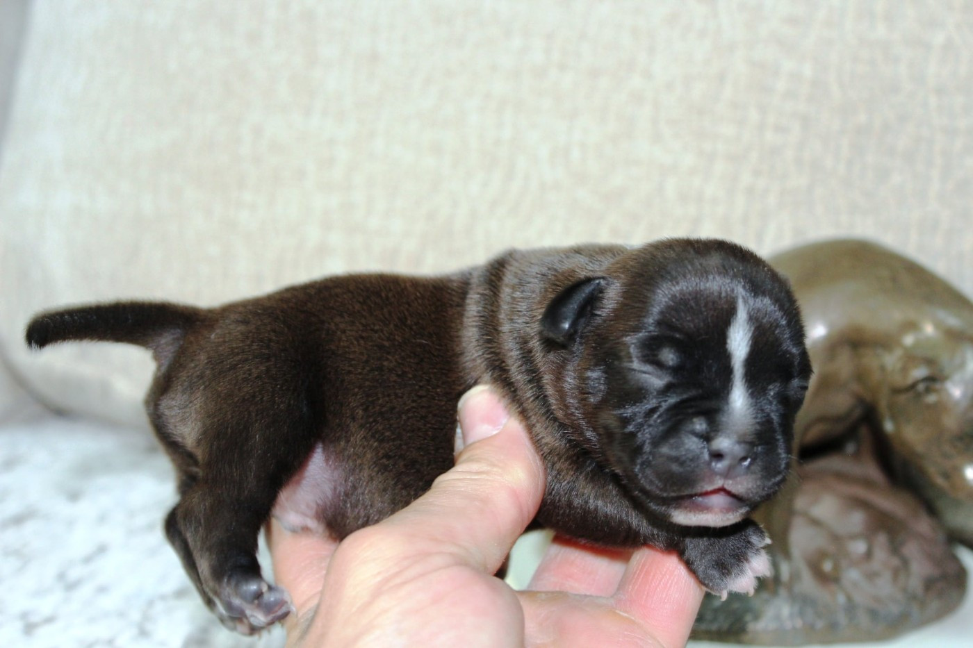 Staffanatic's - Chiots disponibles - Staffordshire Bull Terrier