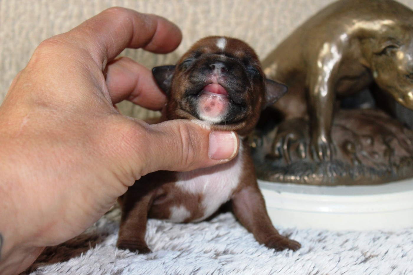 Staffanatic's - Chiots disponibles - Staffordshire Bull Terrier