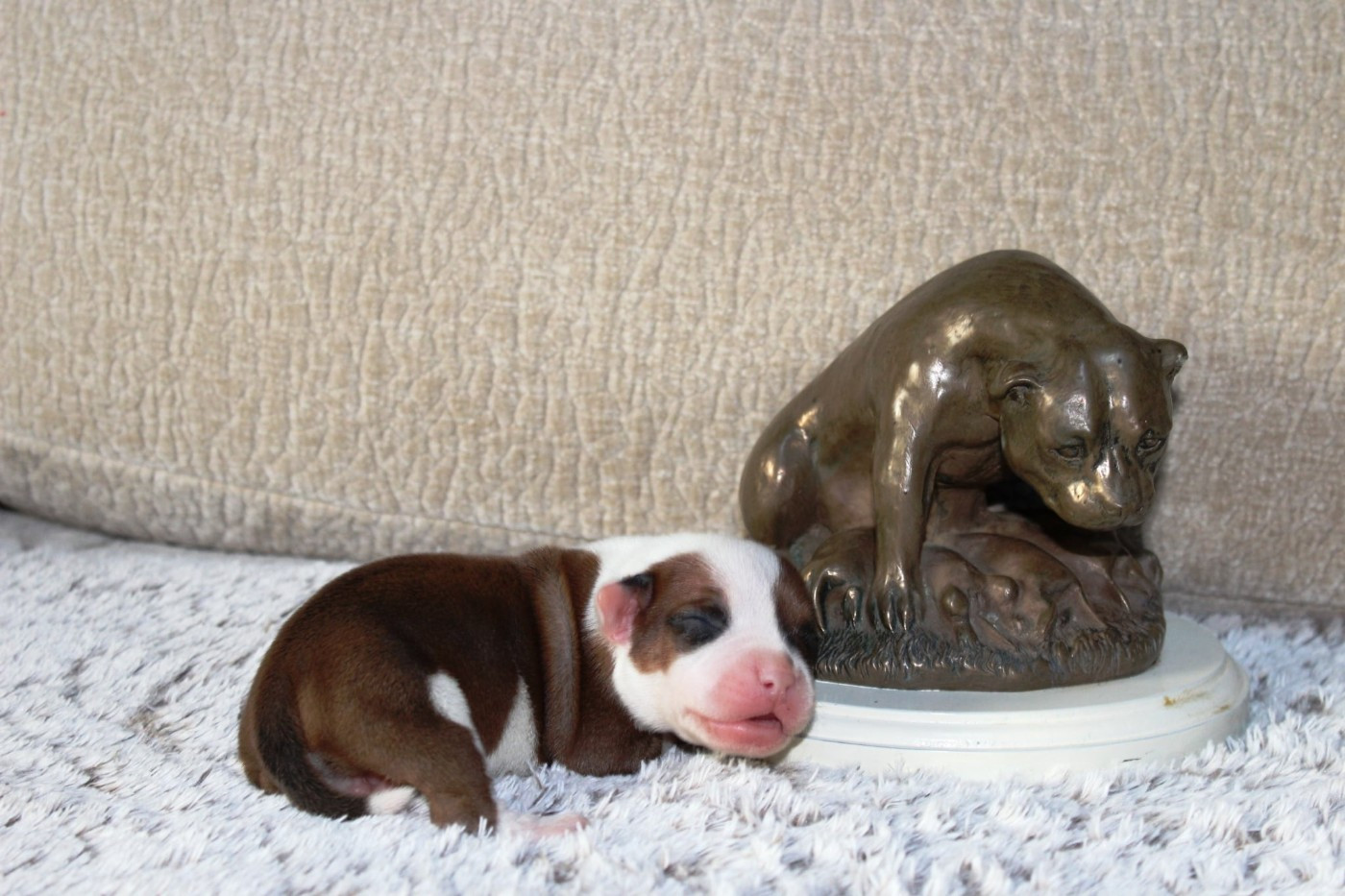 Staffanatic's - Chiots disponibles - Staffordshire Bull Terrier