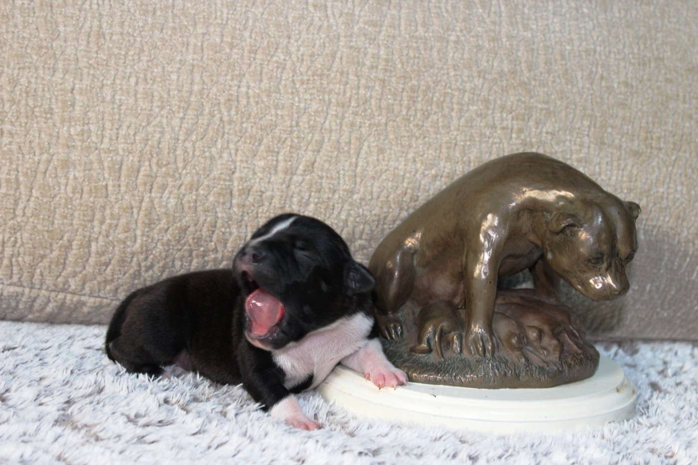 Staffanatic's - Chiots disponibles - Staffordshire Bull Terrier