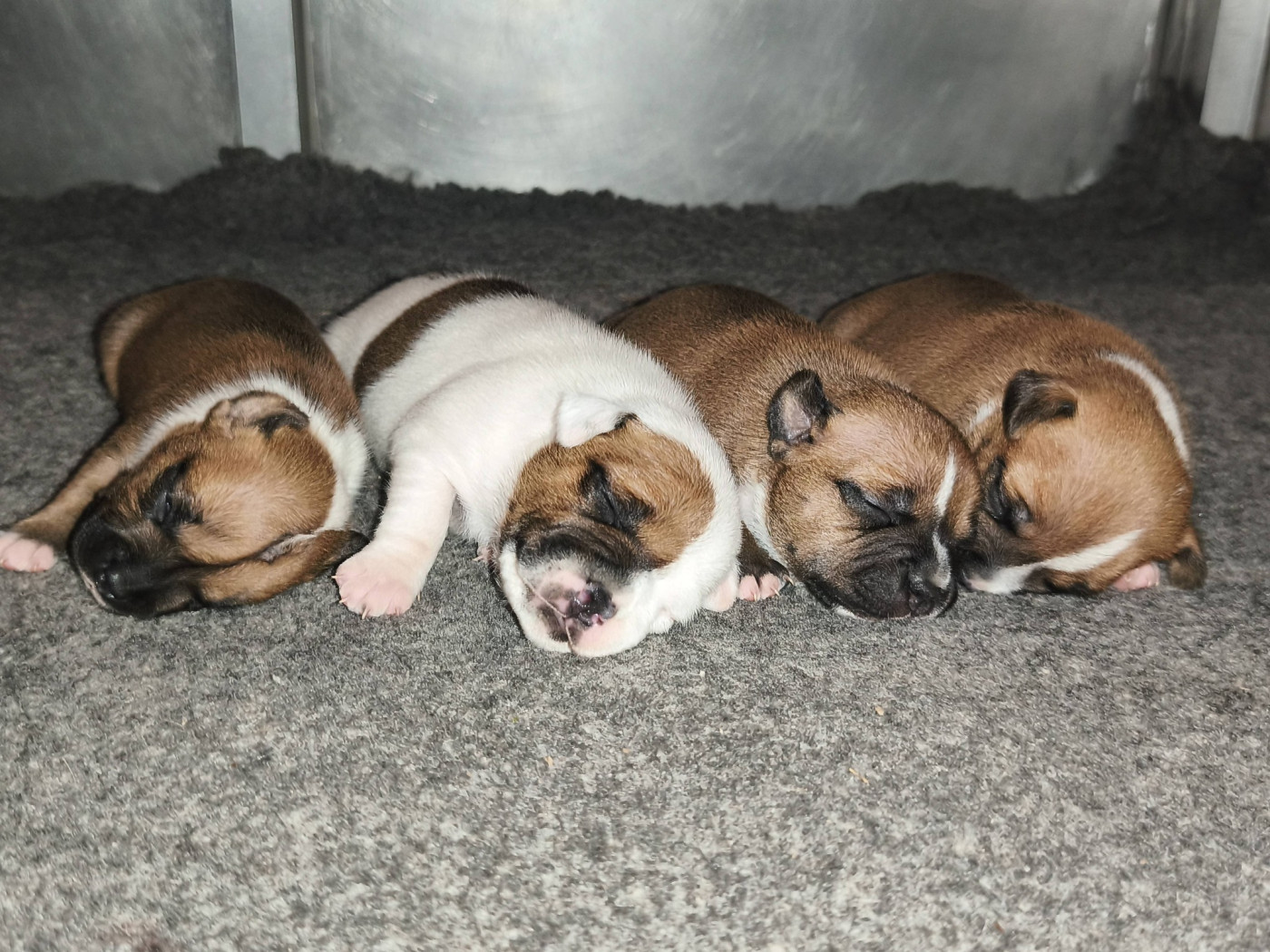 Chiot Staffordshire Bull Terrier Staffanatic's