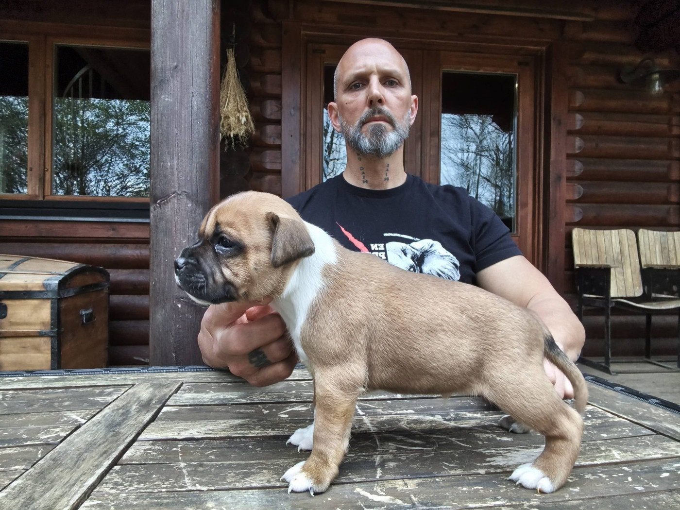 Staffanatic's - Chiots disponibles - Staffordshire Bull Terrier