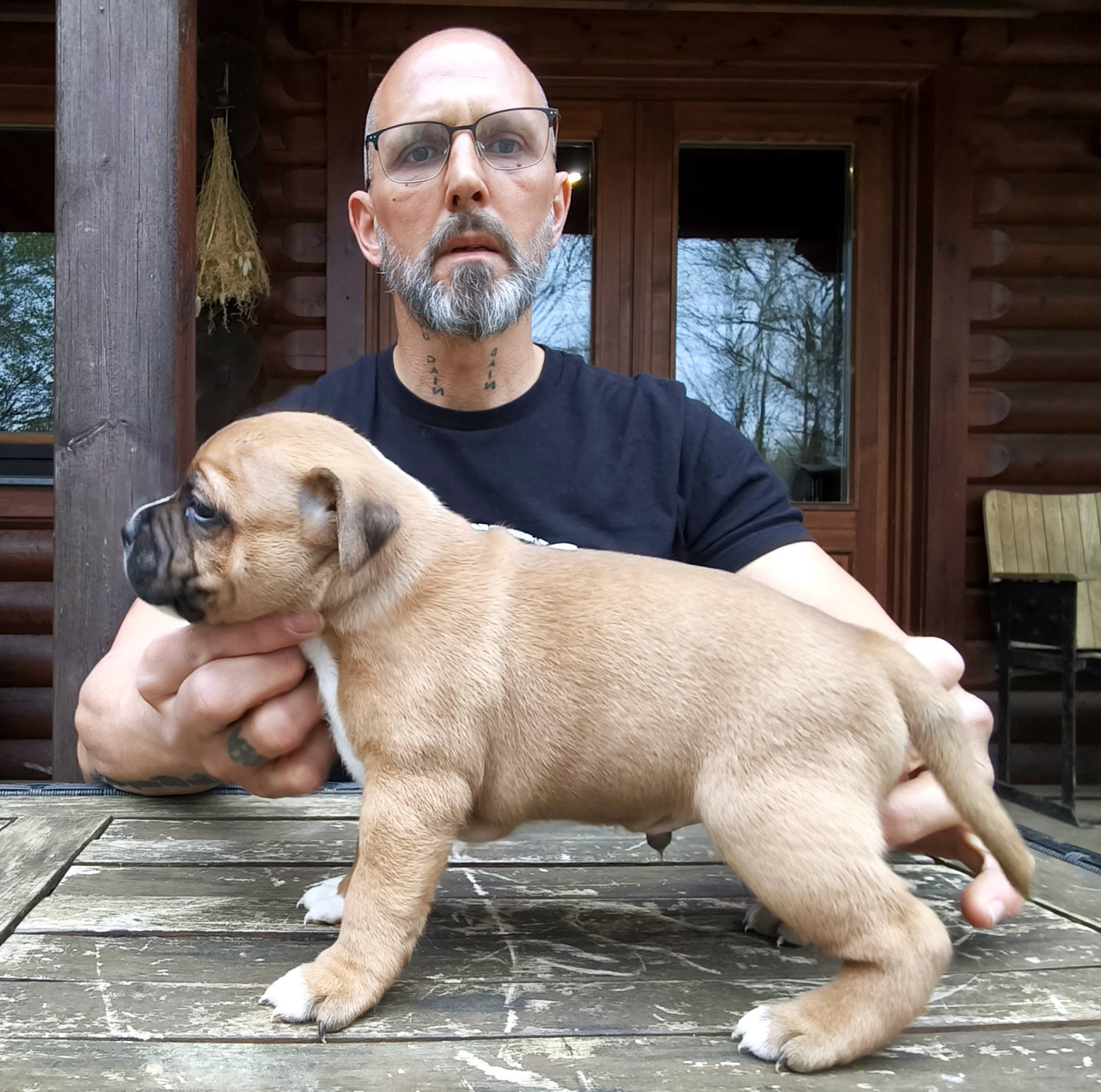 Staffanatic's - Chiots disponibles - Staffordshire Bull Terrier