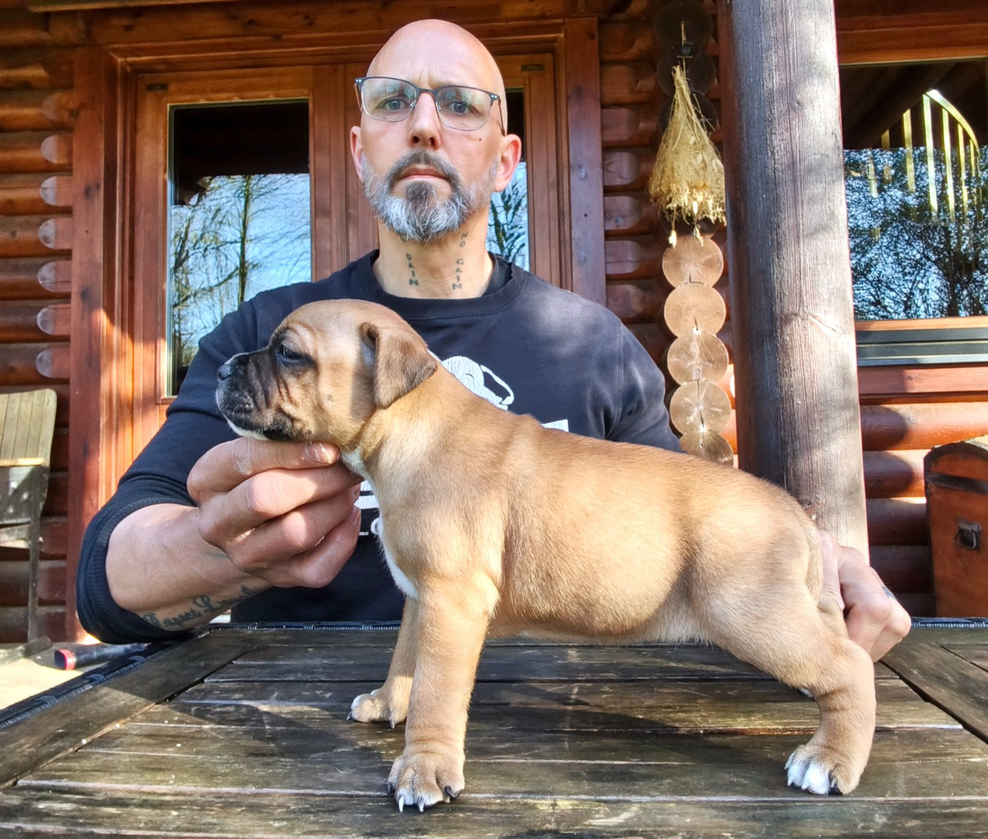 Staffanatic's - Chiots disponibles - Staffordshire Bull Terrier