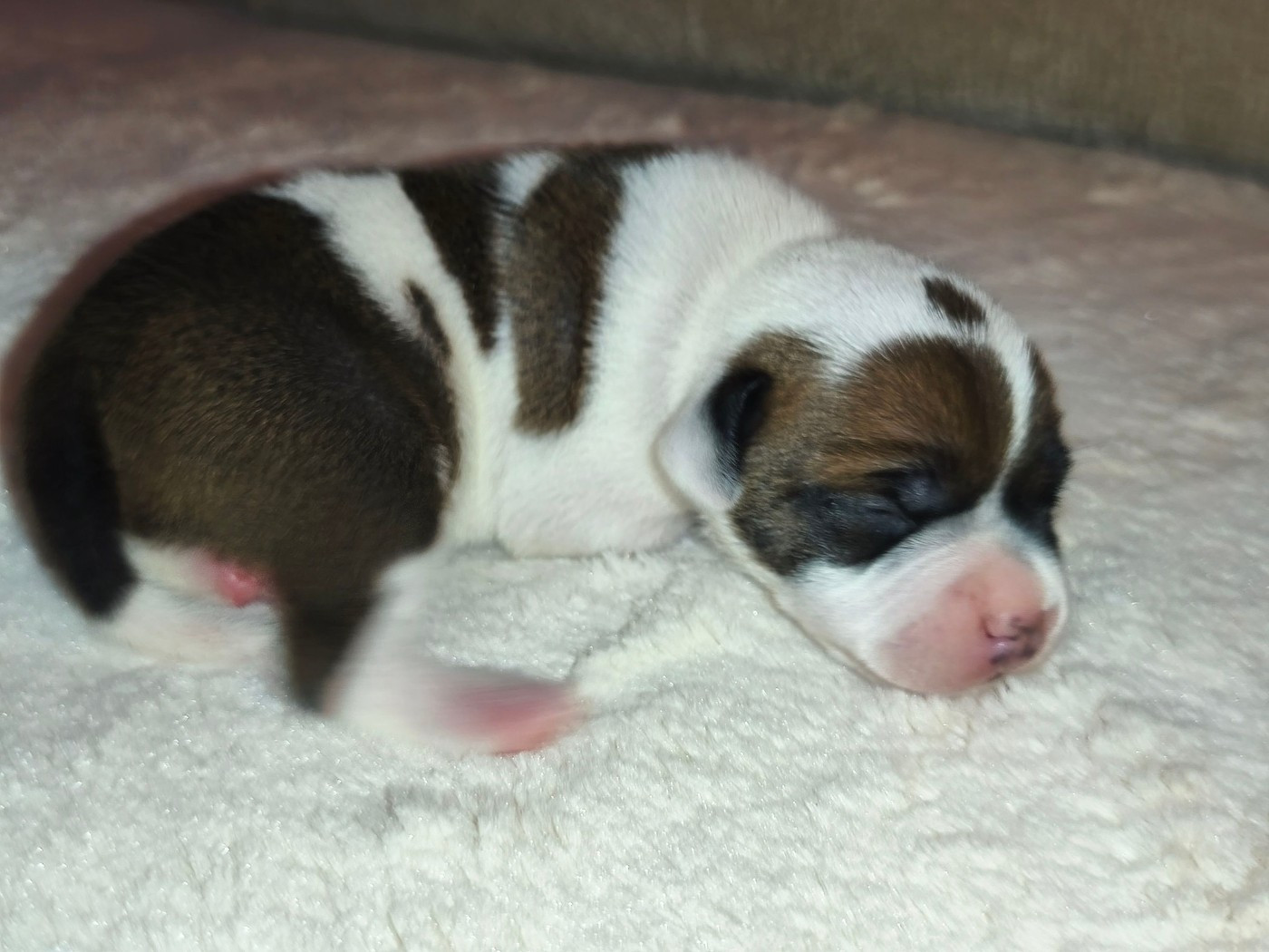 Staffanatic's - Chiots disponibles - Staffordshire Bull Terrier