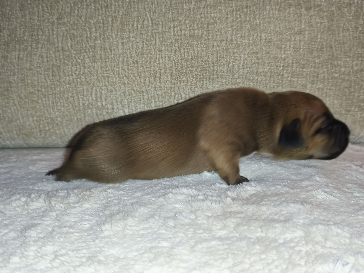 Staffanatic's - Chiots disponibles - Staffordshire Bull Terrier