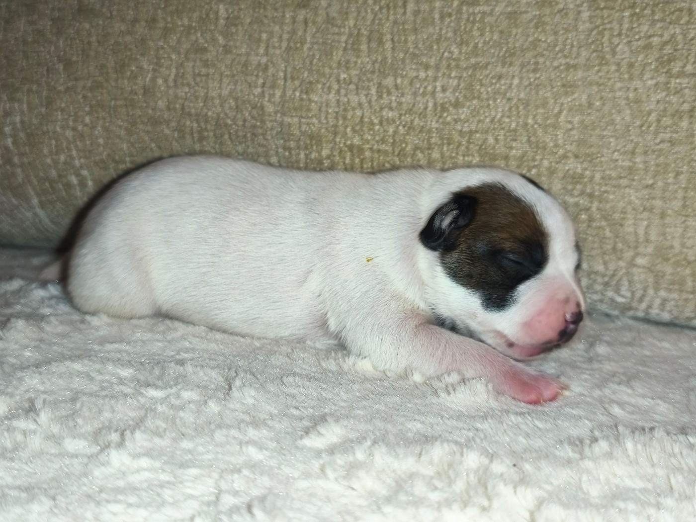 Staffanatic's - Chiots disponibles - Staffordshire Bull Terrier