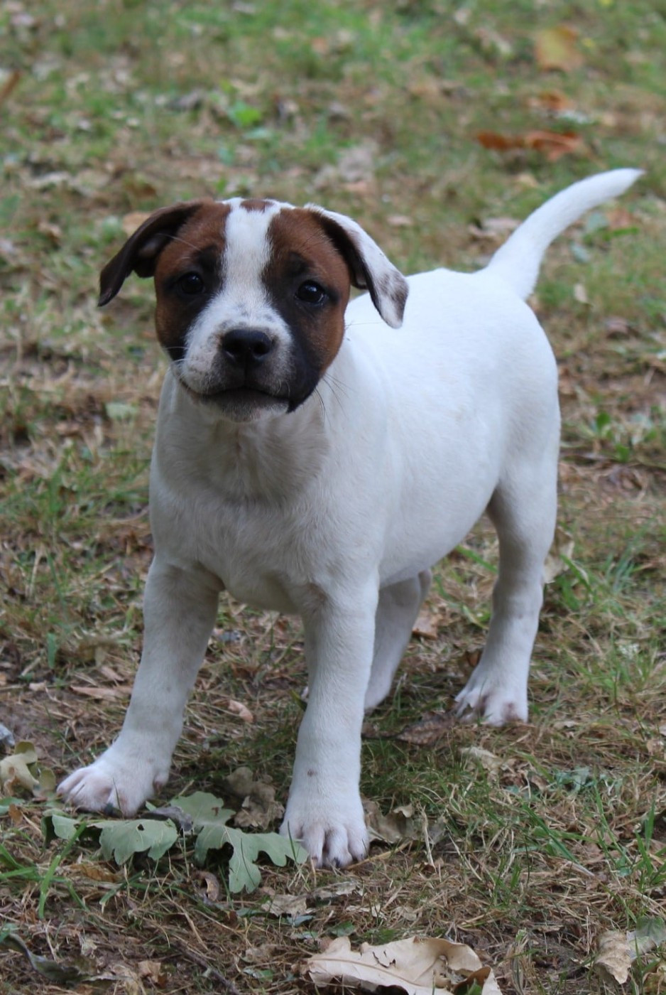 Staffanatic's - Chiots disponibles - Staffordshire Bull Terrier