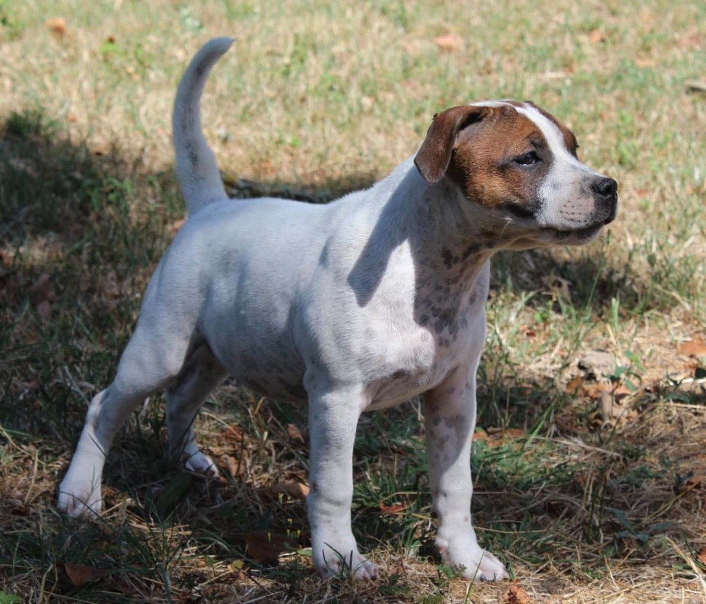 Staffanatic's - Chiots disponibles - Staffordshire Bull Terrier