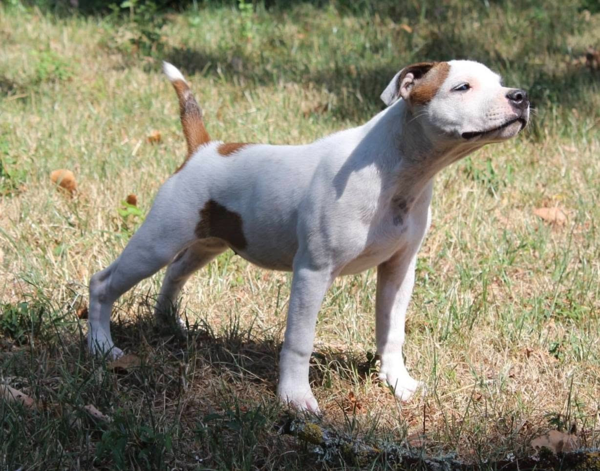 Staffanatic's - Chiots disponibles - Staffordshire Bull Terrier