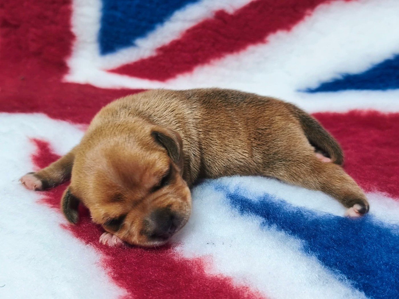 Staffanatic's - Staffordshire Bull Terrier - Portée née le 10/08/2026