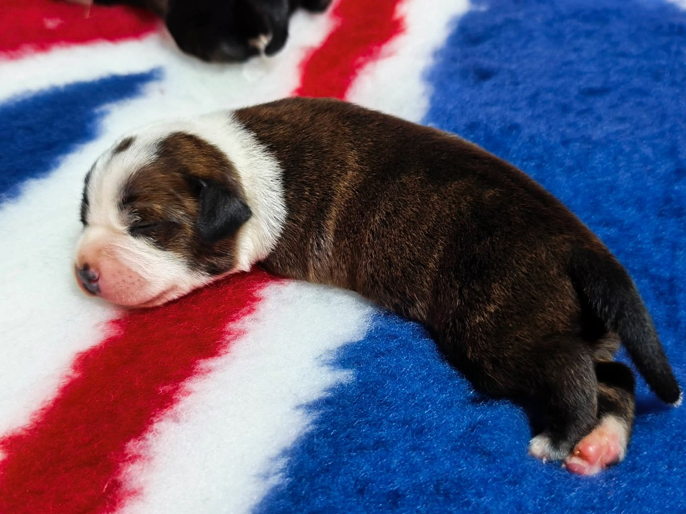 Staffanatic's - Chiots disponibles - Staffordshire Bull Terrier