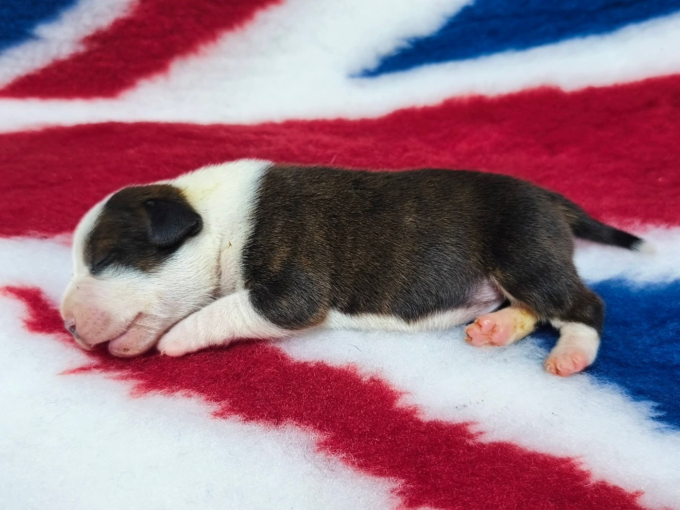 Staffanatic's - Chiots disponibles - Staffordshire Bull Terrier